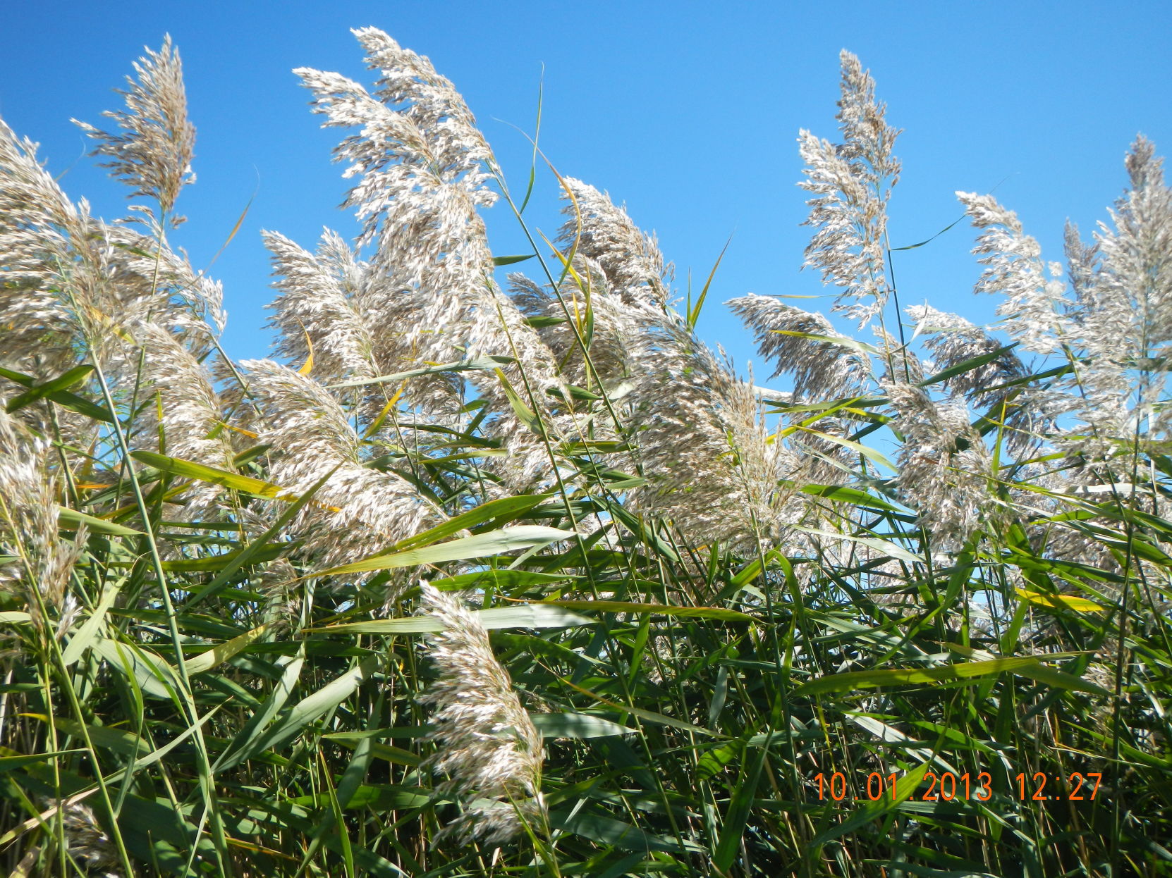 Phragmites